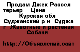 Продам Джек Рассел терьер  › Цена ­ 5000-10000 - Курская обл., Суджанский р-н, Суджа г. Животные и растения » Собаки   